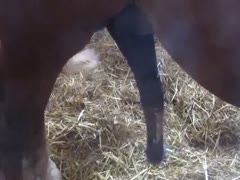 Stupendous zoophilia non-professional movie scene recorded by ranch hand of horse with swinging hard dick